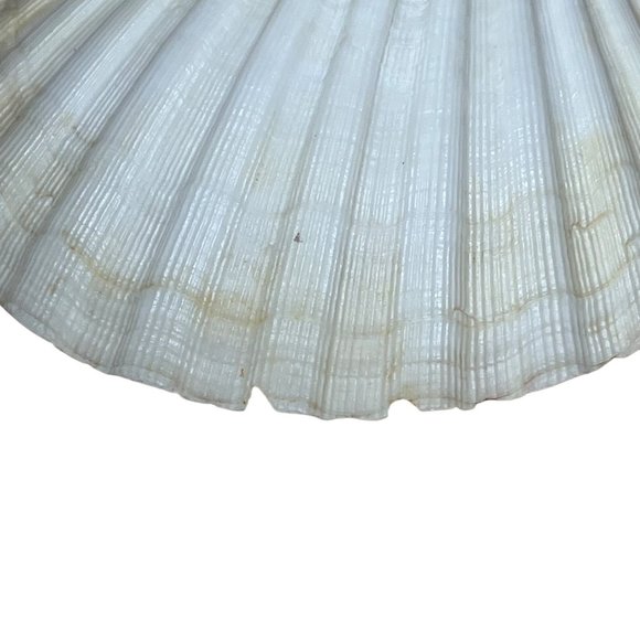 Scallop Baking Shells France Set of 8 Cuisine Crafts Decor - Picture 7 of 9